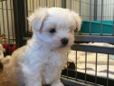 Bichon maltez mini toy