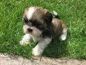 Pui shih-tzu talie mica