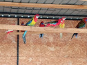 Papagali rosella