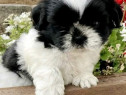 Shih-tzu talie mica