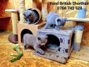 Vand British Shorthair