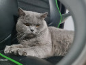 Motan British Shorthair Blue