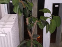 Ficus de 1,4 m planta