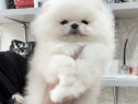 Pomeranian mini boo