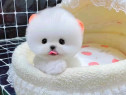 Pomeranian mini i boo