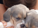 Beagle blu raritate.Bacau