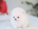 Pomeranian ursulet mini boo