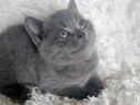 British shorthair