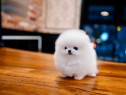 Pomeranian puppy mini asigur transport