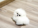 Pomeranian extra mini