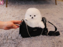 Pomeranian boo asigur transport