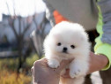 Pomeranian toy boo