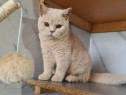 Motan british shorthair