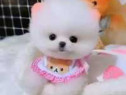 Pomeranian Teeacup Talie boo mini