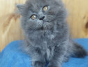 British longhair pui superbi