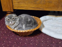 Scottish fold silver tabby