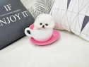 Pomeranian puppy teeacup mini boo