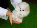 Pomeranian Boo talie mica !Asigur transport!