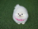 Pomeranian puppy teeacup mini