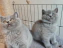 British shorthair băieței și fetițe