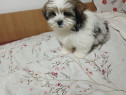 Pui shih tzu rasa pura 2 luni