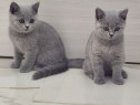 British shorthair băiețel și fetiță