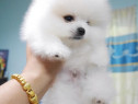 Mini spitz pomeranian