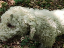 Lagotto Romagnolo Trufe