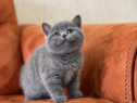 British shorthair pisoiași superbi