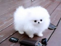 Pomeranian adorabili boo