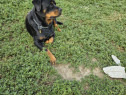 Femela rottweiler