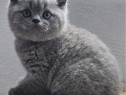 British shorthair blue superb