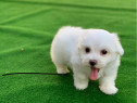 Bichon Maltez mini toy