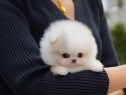 Pomeranian boo cel mai frumos cadou