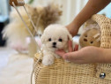 Bichon maltez mini toy