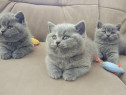 British shorthair băieței și fetițe