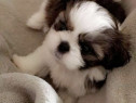 Pui shih-tzu talie mica