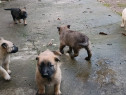 Catei belgian Malinois