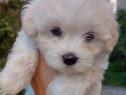 Bichon Maltez mini toy1-6 luni