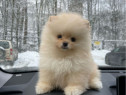 Pomeranian mini toy