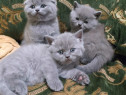 British shorthair/ Scottish fold