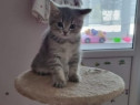 American Shorthair blue tabby