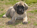 Pui de bullmastiff bulmastif