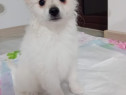 Cățeluș pomeranian spitz de talie mica adoptie