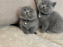 Scottish fold blue