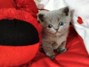 Pisici British Shorthair