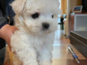 Bichon maltez mini toy