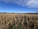 Teren extravilan agricol de vânzare - Selimbar Sibiu