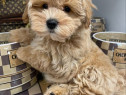 Maltipoo poodle mini toy