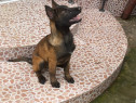 Belgian malinois